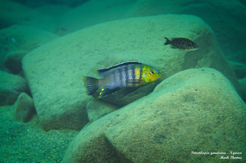 Petrotilapia genalutea 'Ngwasi'